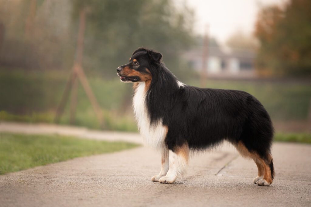 franklin niké dogs station