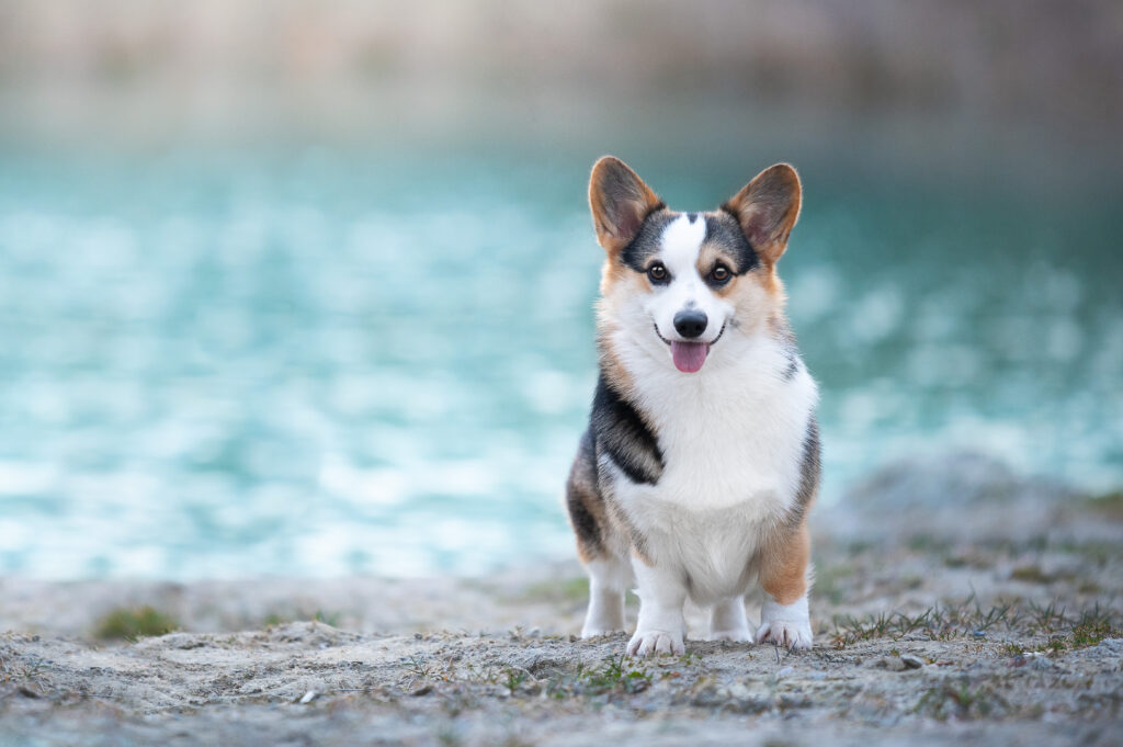 Corgi